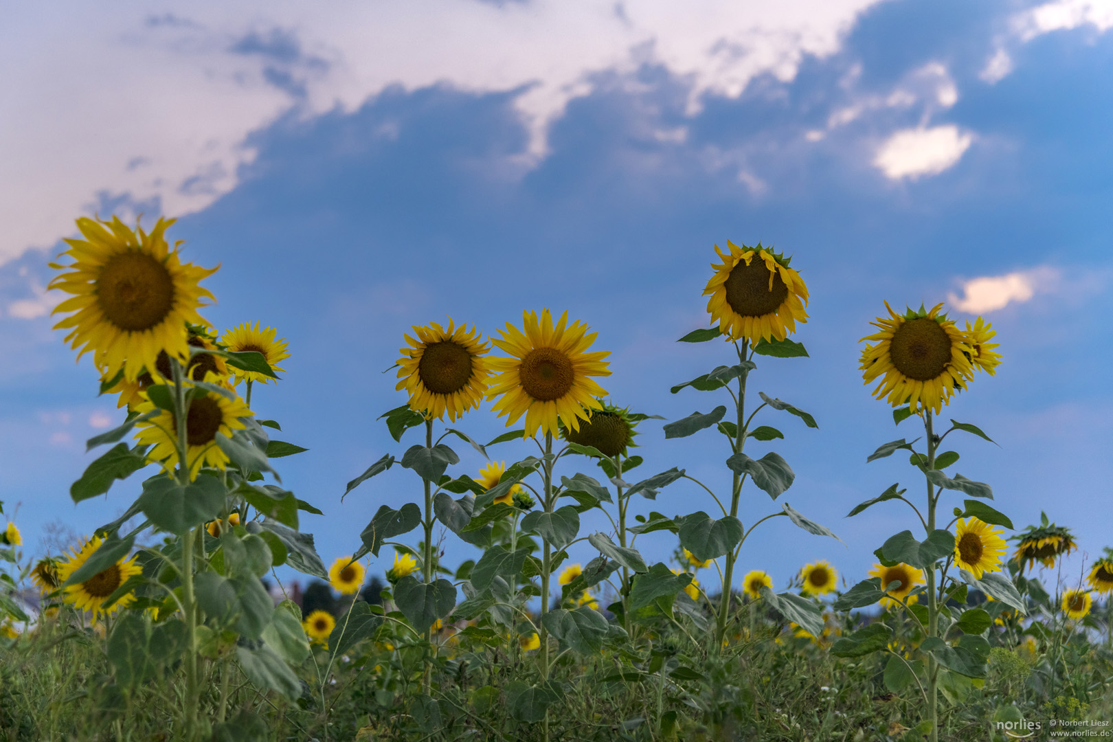 Abendstimmung bei den Sonnenblumen