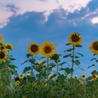 Abendstimmung bei den Sonnenblumen