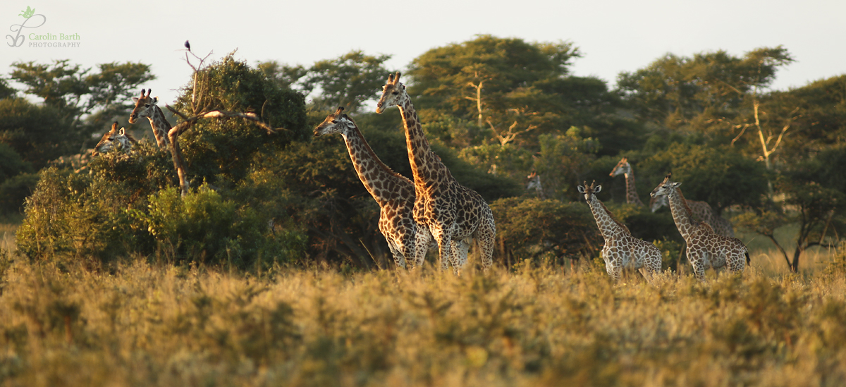 Abendstimmung bei Familie Giraffe