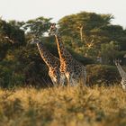 Abendstimmung bei Familie Giraffe