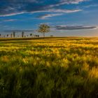 Abendstimmung bei Schönbach/Vogtland