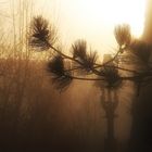 Abendstimmung bei Sonnenuntergang und Nebel