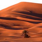 Abendstimmung beim Erg Chebbi