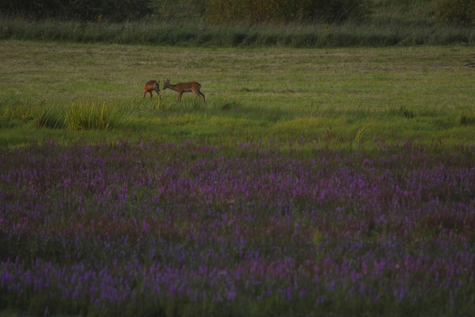 Abendstimmung