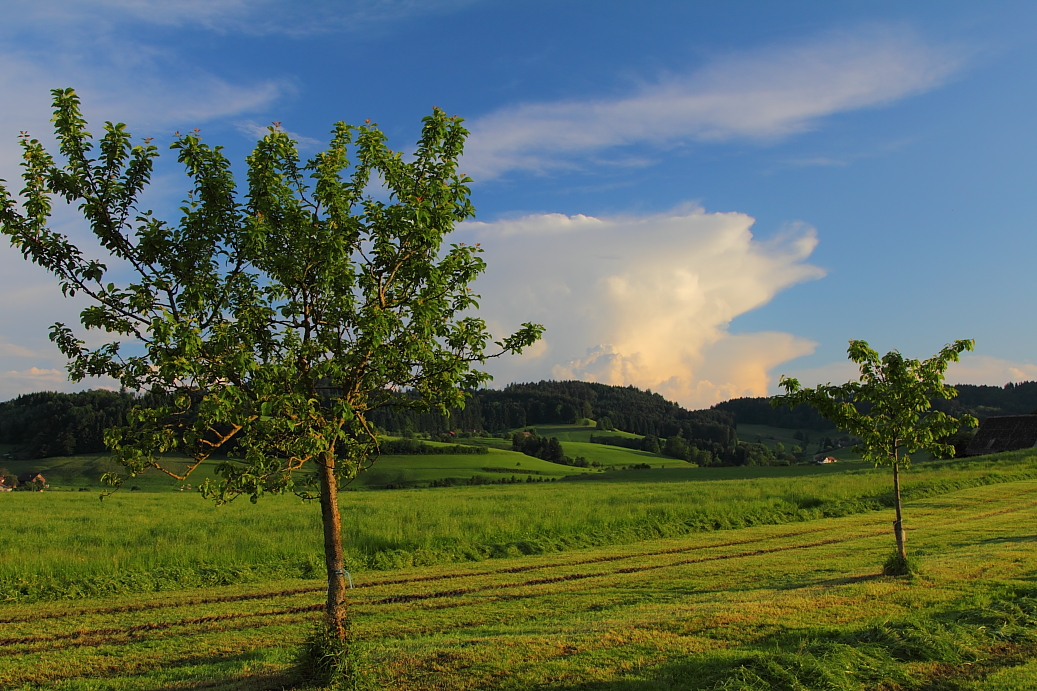 Abendstimmung