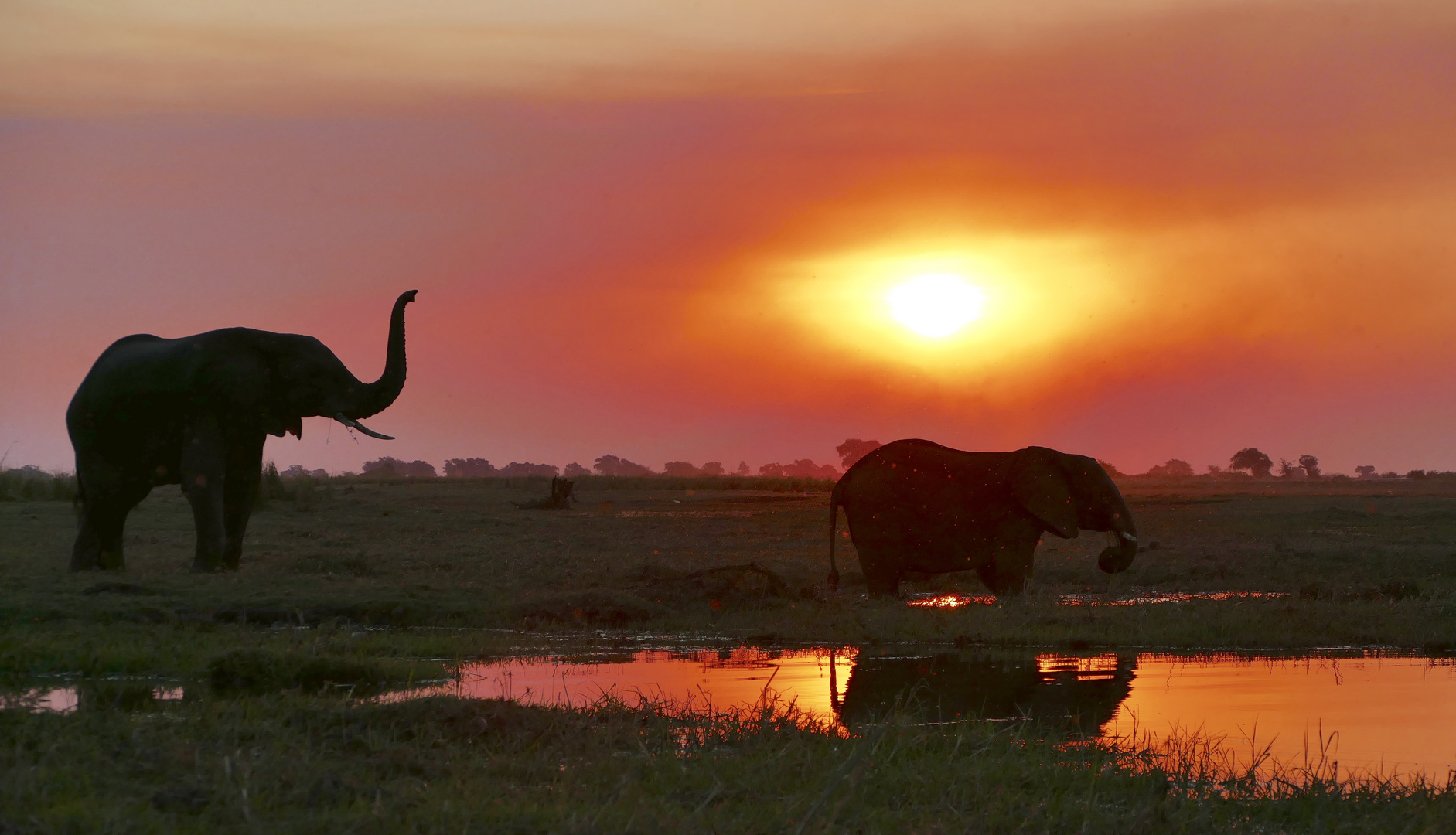 Abendstimmung Chobe Park