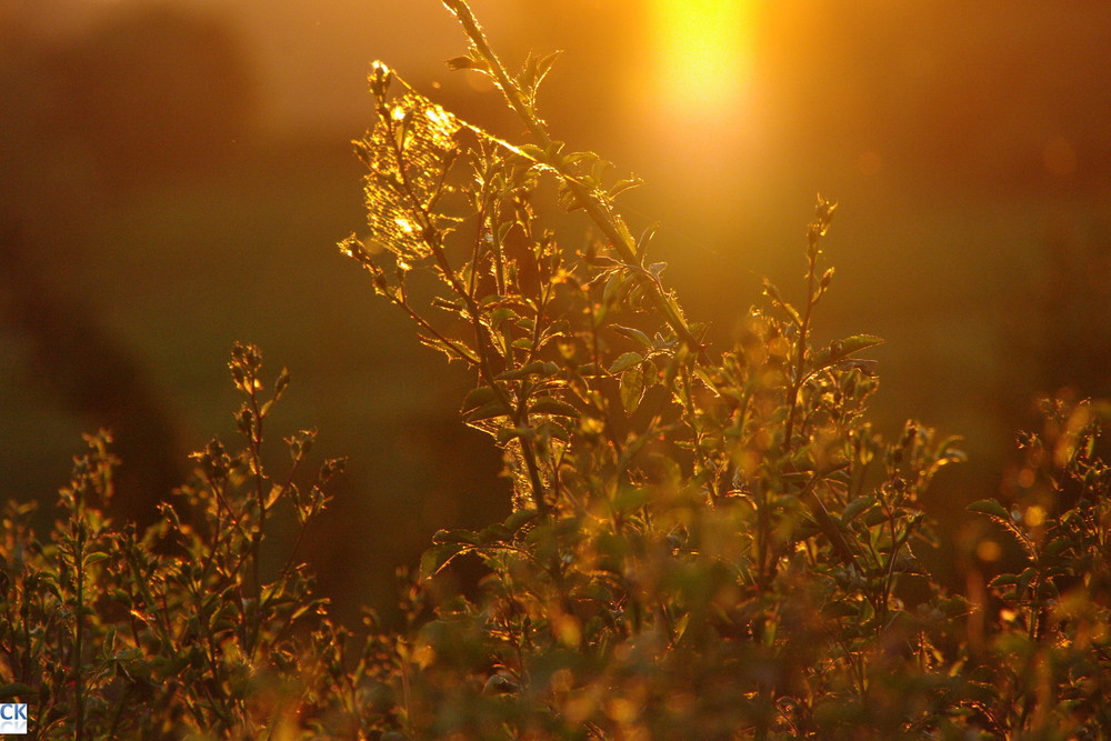 Abendstimmung die zweite