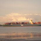 Abendstimmung Elbinsel Krautsand mit Containerschiff