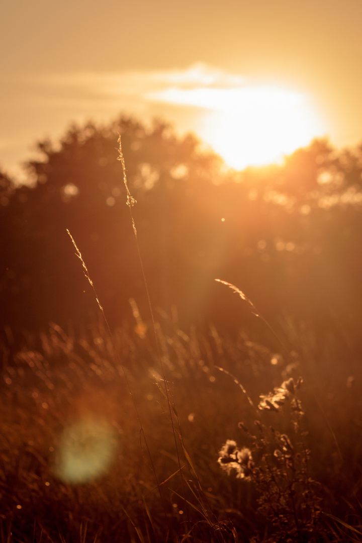 Abendstimmung.. // ..Evening mood