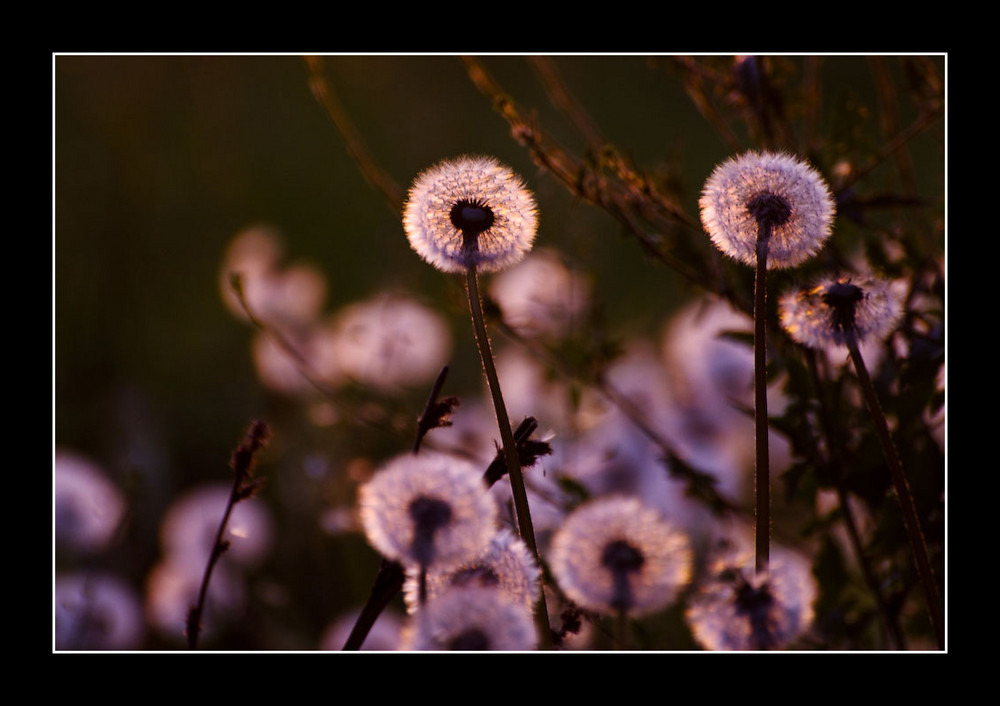 Abendstimmung