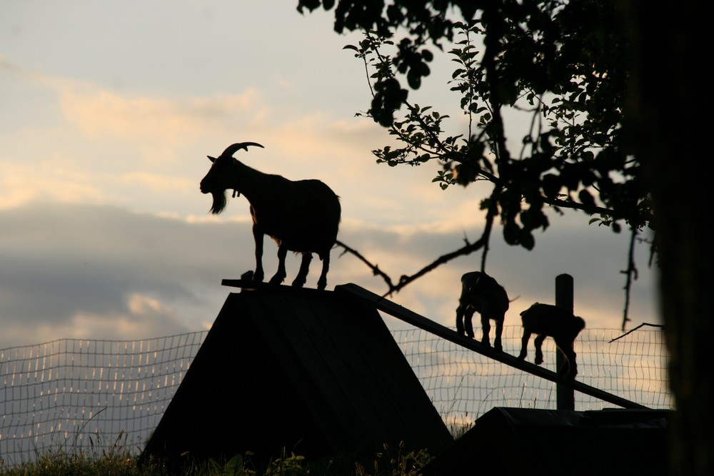 Abendstimmung