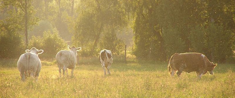 Abendstimmung glücklicher Kühe