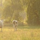 Abendstimmung glücklicher Kühe