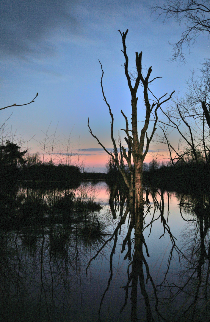 Abendstimmung .... Hohes Moor Elm