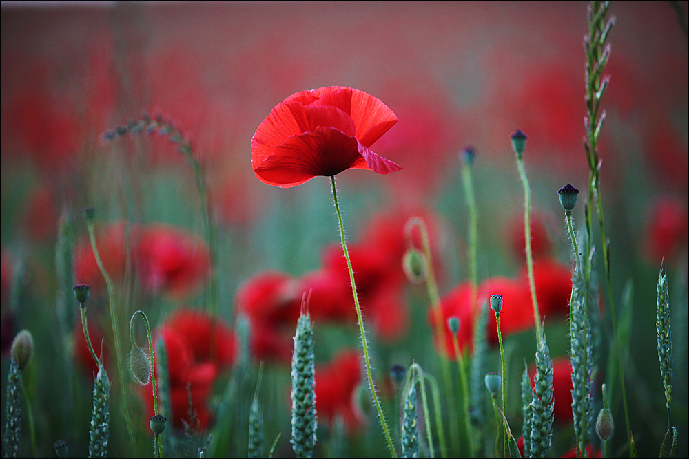 :: ~ Abendstimmung ~ :: I