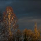 Abendstimmung im April - vor dem Regen