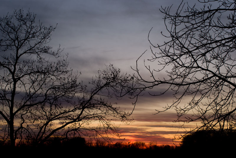 Abendstimmung im Auenwald am Oberrhein