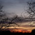 Abendstimmung im Auenwald am Oberrhein