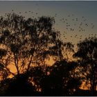 Abendstimmung im August