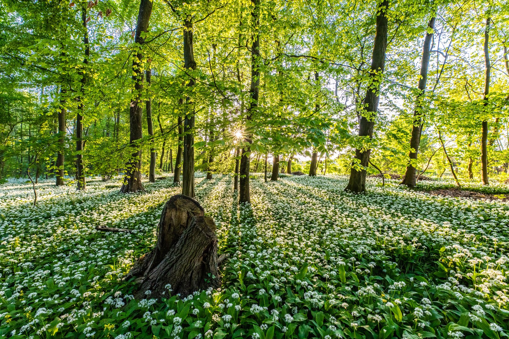 Abendstimmung im Bärlauchwald