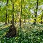 Abendstimmung im Bärlauchwald