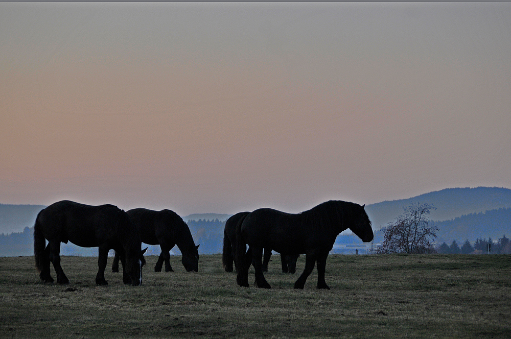 Abendstimmung im Bayerischen Wald