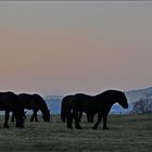 Abendstimmung im Bayerischen Wald