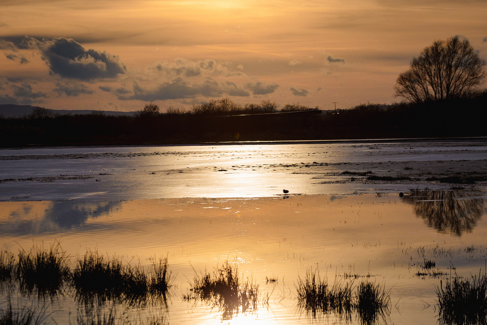 Abendstimmung im Biotop