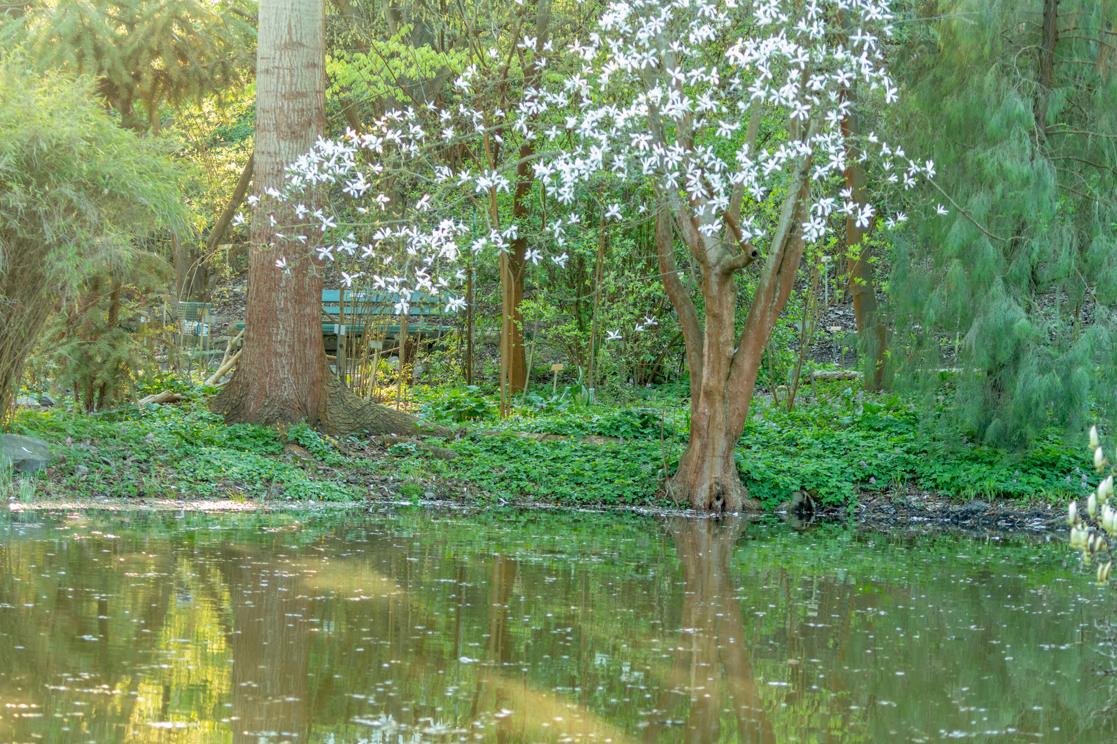 Abendstimmung im botanischen Garten