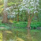 Abendstimmung im botanischen Garten