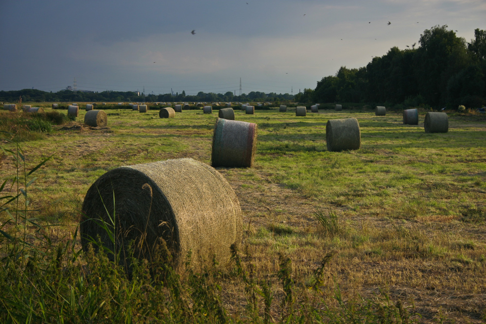 Abendstimmung im Bremer Blockland