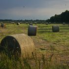 Abendstimmung im Bremer Blockland