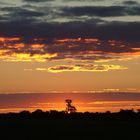 Abendstimmung im Busch