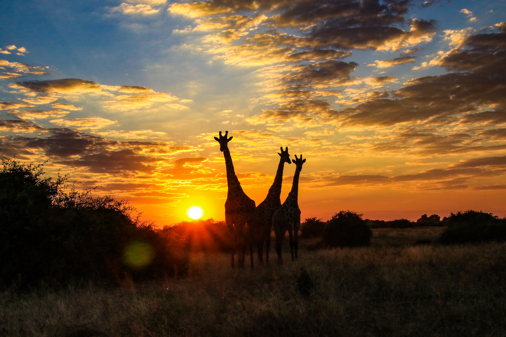 Abendstimmung im Chobe Nationalpark