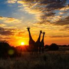 Abendstimmung im Chobe Nationalpark