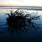 Abendstimmung im Cuxhavener Wattenmeer