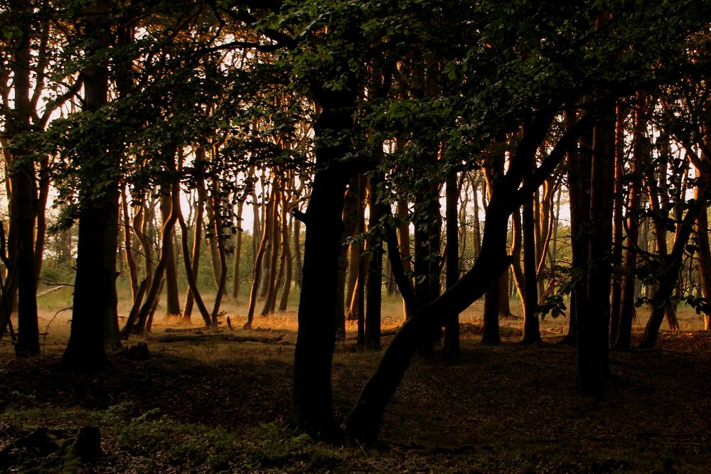 Abendstimmung im Darsser Wald