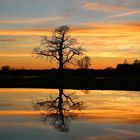 Abendstimmung im Donaumoos