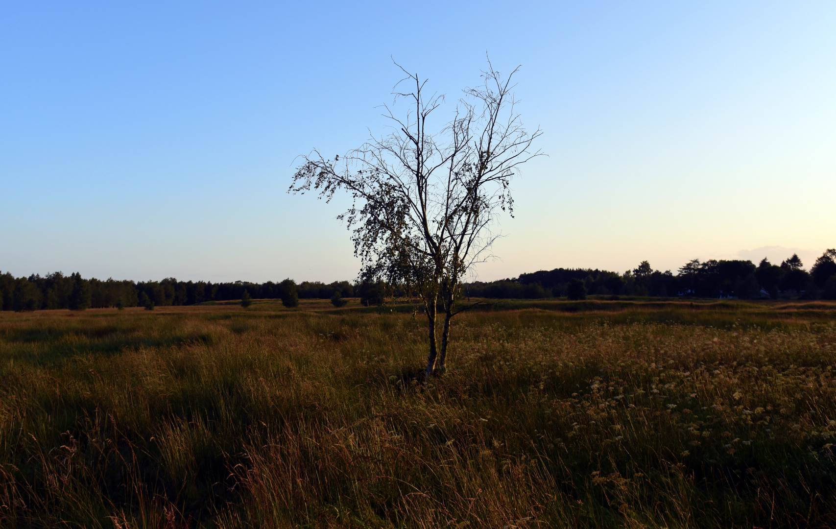 Abendstimmung im Dosenmoor