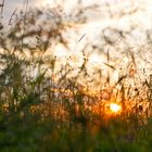 Abendstimmung im Dreisamtal