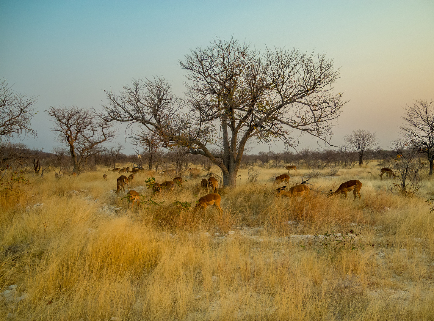 Abendstimmung im Etosha