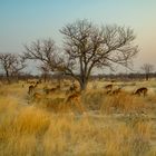 Abendstimmung im Etosha