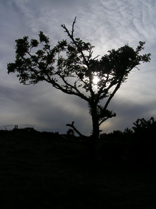 Abendstimmung im Exmoor