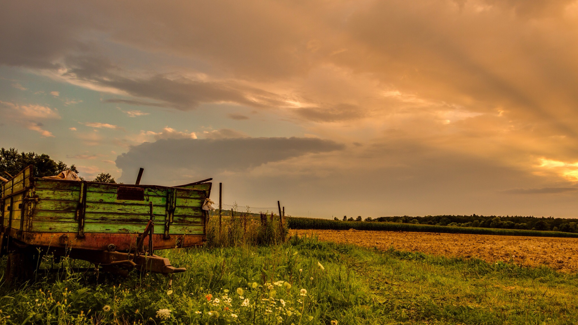 Abendstimmung im Feld