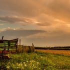 Abendstimmung im Feld