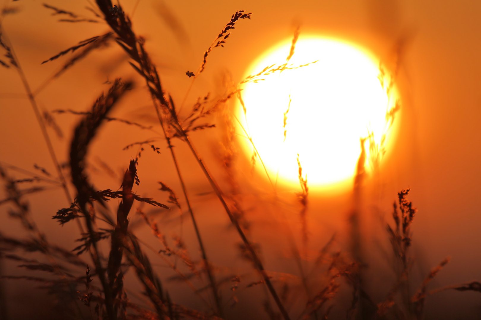 Abendstimmung im Feld