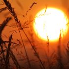 Abendstimmung im Feld