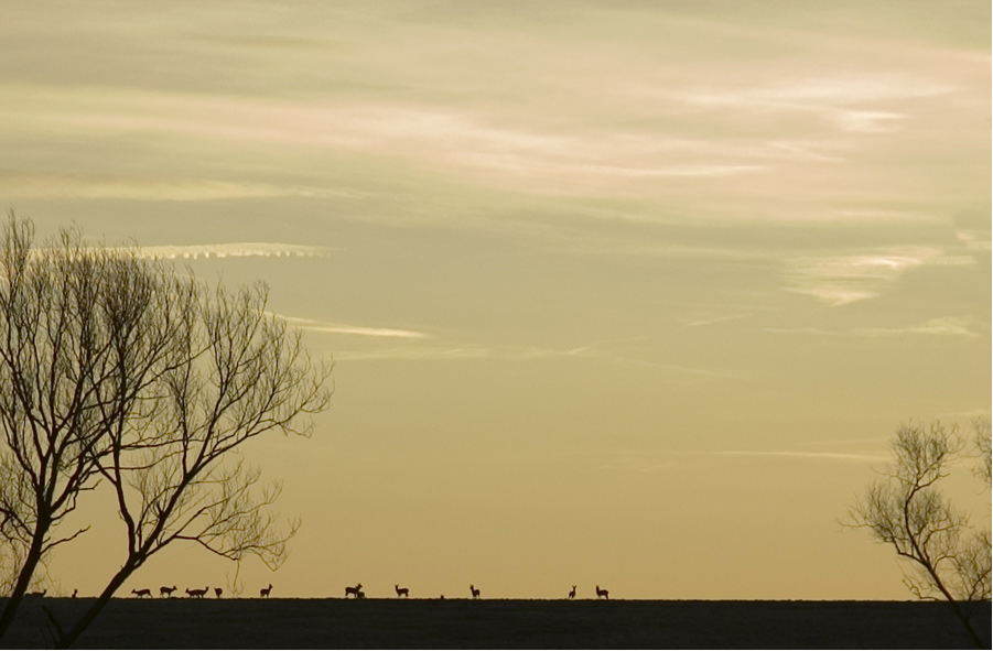 Abendstimmung im Feld