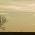 Abendstimmung im Feld