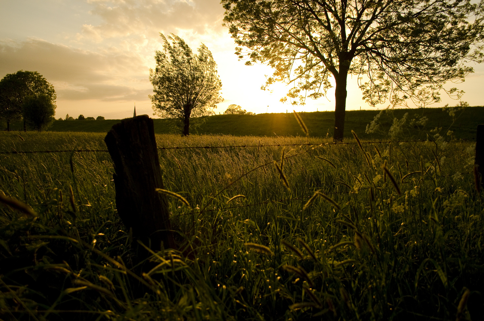 Abendstimmung im Feld